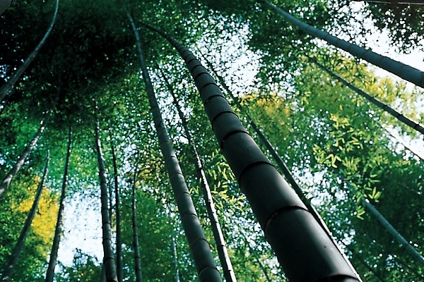 포토 JPG 주간 나무 식물 로우앵글 백그라운드 자연 하늘 풍경 사람없음 야외 숲 대나무 대 대나무숲 국내포토 자연요소 뷰포인트 생태계 파일형식