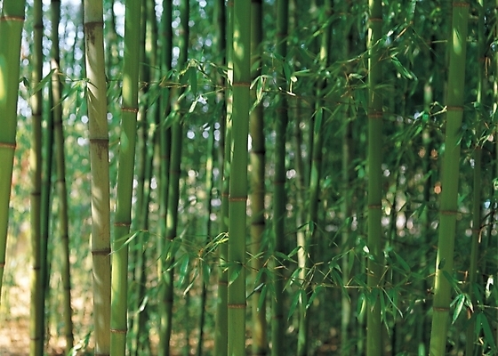 포토 JPG 주간 나무 식물 백그라운드 자연 풍경 사람없음 야외 숲 대나무 대나무숲 대나무밭 국내포토 자연요소 밭 생태계 파일형식