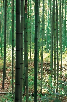 포토 JPG 주간 나무 식물 백그라운드 자연 풍경 사람없음 야외 숲 대나무 대나무숲 대나무밭 국내포토 자연요소 밭 생태계 파일형식