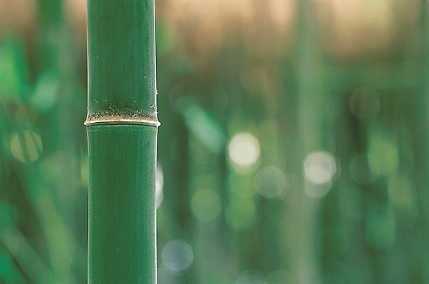 포토 JPG 주간 나무 식물 백그라운드 자연 풍경 사람없음 야외 숲 대나무 대나무숲 대나무밭 국내포토 자연요소 밭 생태계 파일형식