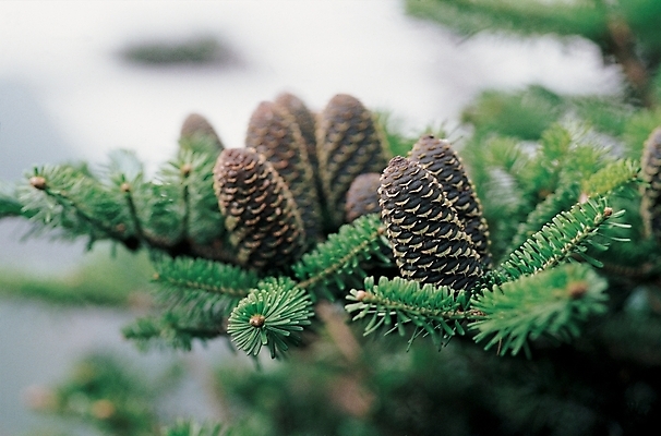 포토 JPG 주간 나무 식물 백그라운드 자연 사람없음 야외 소나무 솔방울 구상나무 국내포토 자연요소 생태계 파일형식