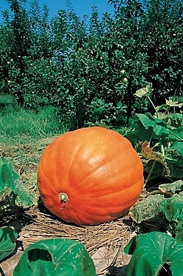 포토 JPG 주간 나무 식물 줄기 잎 채소 식재료 호박 사람없음 야외 농작물 호박잎 국내포토 자연요소 농업 파일형식