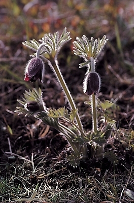 포토 JPG 식물 꽃 분홍색 백그라운드 봄꽃 자연 사람없음 야외 새싹 풀 할미꽃 국내포토 컬러 봄 생태계 파일형식