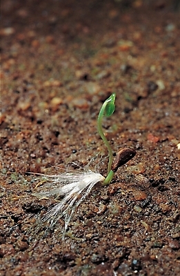 포토 JPG 식물 백그라운드 자연 사람없음 새싹 흙 땅 떡잎 국내포토 생태계 파일형식