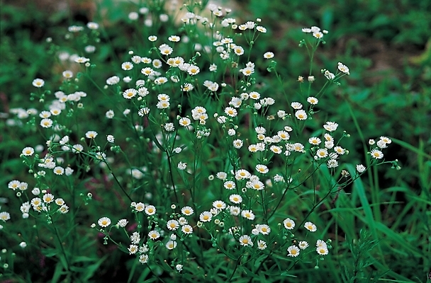 포토 JPG 식물 꽃 백그라운드 자연 가을꽃 사람없음 들꽃 풀 구절초 국내포토 생태계 파일형식 가을_계절