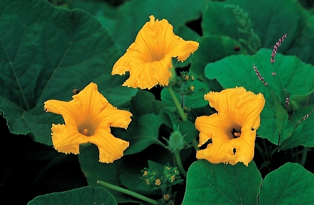 포토 JPG 식물 꽃 여러송이 백그라운드 여름꽃 자연 사람없음 호박꽃 국내포토 다수 생태계 파일형식 여름_계절