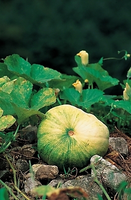 포토 JPG 주간 식물 줄기 잎 채소 식재료 호박 사람없음 야외 농작물 돌_바위 호박꽃 국내포토 자연요소 꽃 농업 파일형식