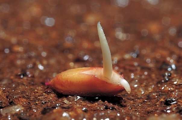 포토 JPG 식물 백그라운드 자연 콩 씨앗 사람없음 새싹 흙 땅 떡잎 국내포토 곡류 생태계 파일형식