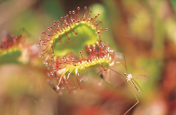 포토 JPG 식물 동물 곤충 백그라운드 절지류 자연 사람없음 야외 모기 식충식물 국내포토 해충 생태계 파일형식