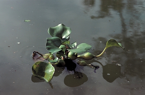 포토 JPG 주간 식물 열매 백그라운드 자연 풍경 사람없음 야외 물 연못 부레옥잠 국내포토 자연요소 생태계 파일형식
