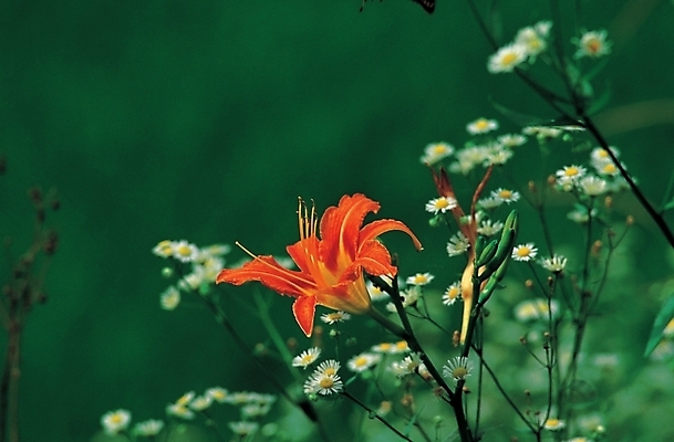 포토 JPG 식물 꽃 백그라운드 한송이 여름꽃 자연 사람없음 야외 백합 나리꽃 국내포토 1 생태계 송이 파일형식 여름_계절