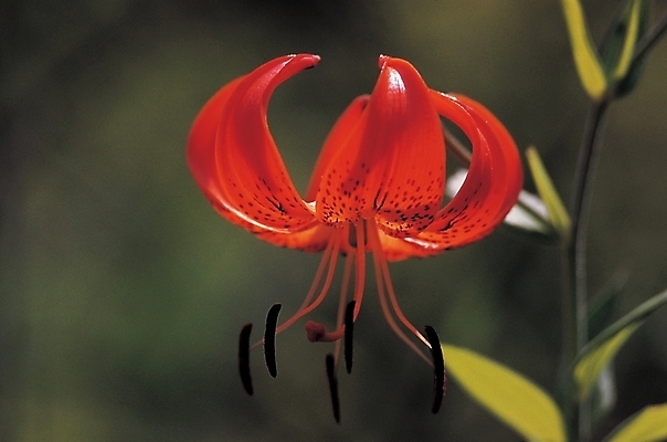 포토 JPG 식물 꽃 백그라운드 한송이 여름꽃 자연 사람없음 백합 참나리 국내포토 1 생태계 송이 파일형식 여름_계절