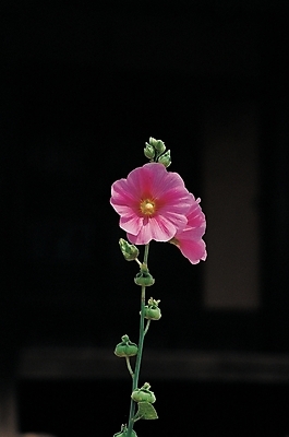 포토 JPG 식물 접시 꽃 줄기 백그라운드 여름꽃 자연 사람없음 접시꽃 국내포토 식기 생태계 파일형식 여름_계절