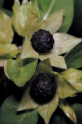 포토 JPG 식물 열매 꽃 백그라운드 잎 여름꽃 자연 씨앗 사람없음 분꽃 분꽃씨 분꽃씨앗 국내포토 생태계 파일형식 여름_계절