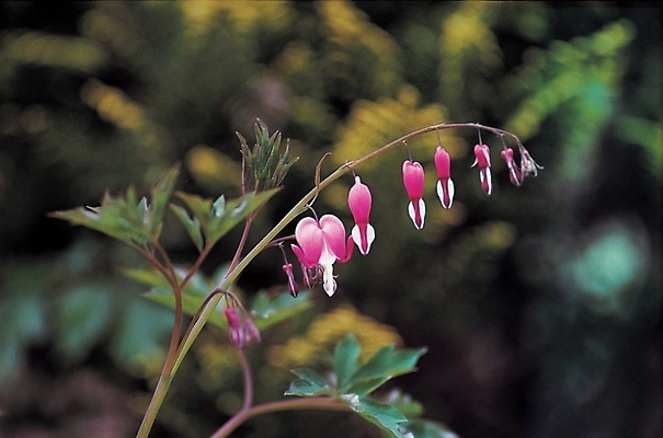 포토 JPG 식물 꽃 백그라운드 봄꽃 자연 사람없음 야외 들꽃 풀 금낭화 국내포토 봄 생태계 파일형식
