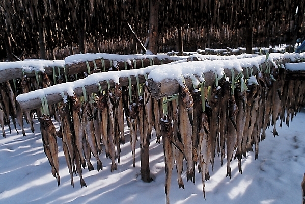 포토 JPG 주간 사계절 계절 음식 겨울 식재료 자연 어패류 어류 사람없음 야외 눈 대구 동태 황태 국내포토 자연요소 동물 날씨 수중동물 생태계 파일형식