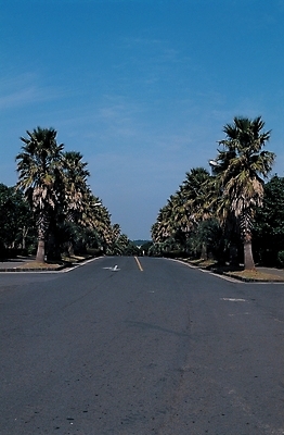 포토 JPG 주간 나무 식물 해외풍경 해외 시설물 현대건축 건축 도로 백그라운드 자연 하늘 풍경 사람없음 야외 야자수 아스팔트길 국내포토 자연요소 건축물 길 교통시설 생태계 파일형식