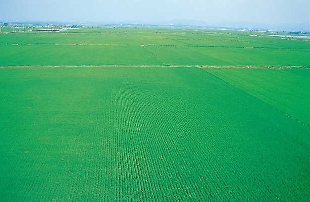 포토 JPG 주간 백그라운드 농업 자연 논 풍경 사람없음 야외 농사 농촌 시골 평지 고향 평야 국내포토 자연요소 산업 땅 생태계 파일형식