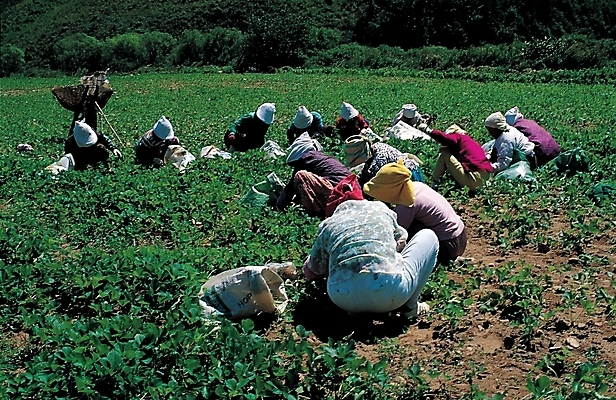 포토 주간 식물 여자 산업 밭 농업 한국 사람 여러명 야외 농사 농촌 시골 풀 밭농사 밭일 아낙 아낙네 여자만 국내포토 자연요소 아시아 다수 파일형식