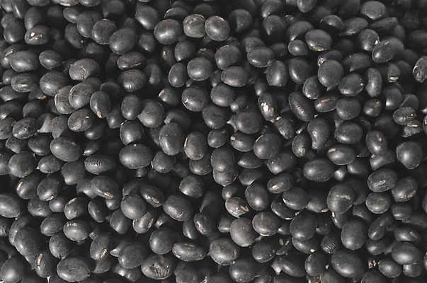 포토 JPG 음식 식재료 콩 사람없음 검은색 가을 검은콩 깜장콩 마른콩 밭작물 서리태 국내포토 계절 컬러 곡류 파일형식