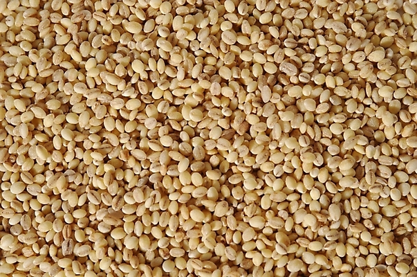 포토 JPG 음식 식재료 곡류 사람없음 농작물 봄 보리 삶기 국내포토 계절 농업 파일형식