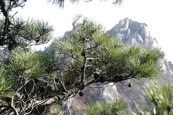 포토 JPG 주간 나무 식물 백그라운드 자연 바위산 산 풍경 사람없음 야외 돌_바위 바위 소나무 북한산 국내포토 자연요소 돌산 생태계 파일형식 고양