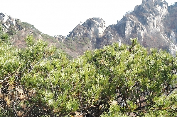 포토 JPG 주간 나무 식물 백그라운드 자연 바위산 산 풍경 사람없음 야외 돌_바위 바위 소나무 북한산 국내포토 자연요소 돌산 생태계 파일형식 고양