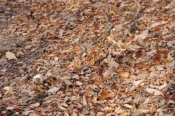 포토 JPG 식물 사계절 계절 길 백그라운드 낙엽 잎 자연 나뭇잎 산 사람없음 가을 산길 공터 북한산 국내포토 생태계 파일형식 고양