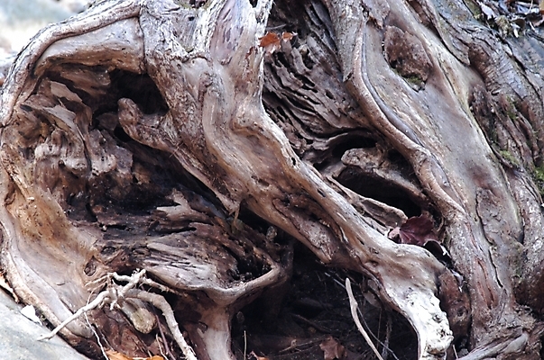 포토 JPG 나무 식물 백그라운드 겨울 산 사람없음 고목 고목나무 북한산 국내포토 계절 파일형식 고양