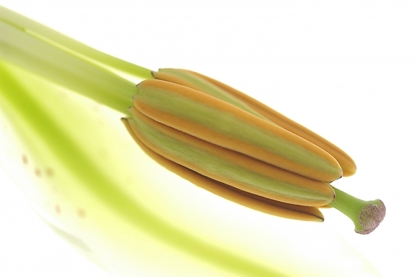 포토 JPG 스튜디오촬영 식물 꽃잎 꽃 여름꽃 자연 사람없음 초록색 꽃술_꽃 백합 꽃밥 국내포토 컬러 실내 생태계 꽃수술 파일형식 여름_계절