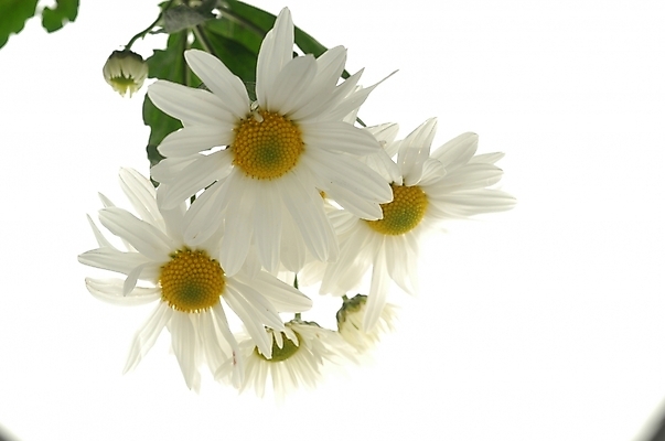 포토 JPG 스튜디오촬영 식물 꽃잎 꽃 백그라운드 자연 국화 가을꽃 사람없음 꽃봉오리 소국 봉오리 국내포토 실내 생태계 파일형식 가을_계절