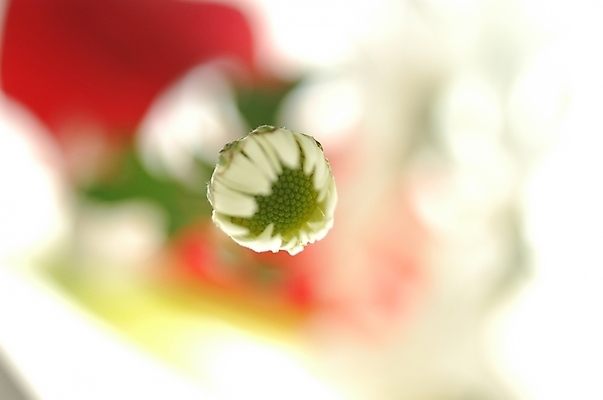 포토 JPG 스튜디오촬영 식물 꽃잎 꽃 한송이 자연 국화 가을꽃 사람없음 꽃봉오리 소국 봉오리 국내포토 1 실내 생태계 송이 파일형식 가을_계절