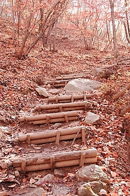 포토 JPG 주간 나무 사계절 계절 길 백그라운드 단풍 낙엽 자연 산 풍경 사람없음 야외 계단 가을 돌_바위 숲 산길 나무계단 국내포토 자연요소 식물 잎 생태계 파일형식