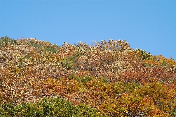 포토 JPG 주간 나무 백그라운드 단풍 하늘 산 풍경 사람없음 야외 가을 북한산 국내포토 자연요소 식물 계절 잎 파일형식 고양