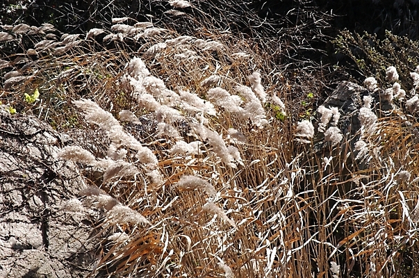 포토 JPG 주간 식물 사계절 계절 백그라운드 자연 갈대 풍경 사람없음 야외 가을 갈대밭 갈대숲 국내포토 자연요소 숲 생태계 파일형식 갈대_식물