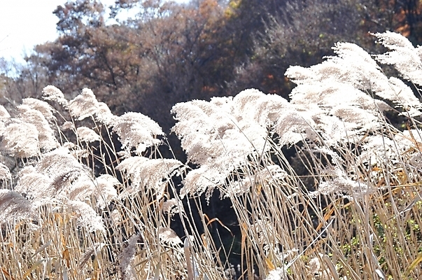 포토 JPG 주간 식물 사계절 계절 백그라운드 자연 갈대 풍경 사람없음 야외 가을 갈대밭 갈대숲 국내포토 자연요소 숲 생태계 파일형식 갈대_식물