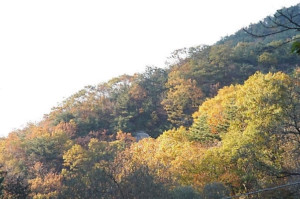 포토 JPG 주간 나무 식물 사계절 계절 백그라운드 단풍 자연 산 풍경 사람없음 야외 가을풍경 가을 숲 북한산 국내포토 자연요소 잎 생태계 파일형식 고양 가을_계절