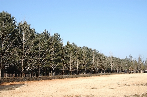 포토 JPG 주간 나무 식물 백그라운드 자연 하늘 풍경 초원 사람없음 야외 숲 공터 국내포토 자연요소 생태계 파일형식
