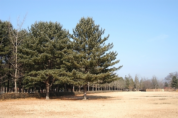 포토 JPG 주간 나무 식물 백그라운드 자연 하늘 풍경 초원 사람없음 야외 숲 공터 국내포토 자연요소 생태계 파일형식