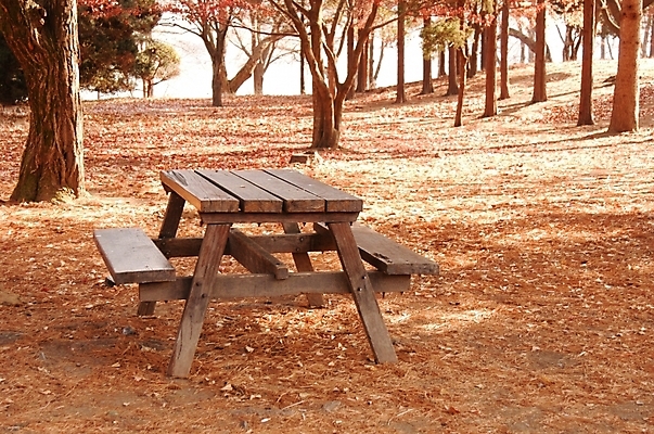 포토 JPG 주간 시설물 사계절 계절 공원 현대건축 건축 백그라운드 단풍 낙엽 벤치 자연 풍경 사람없음 야외 가을풍경 가을 숲 공터 남이섬 야외테이블 국내포토 자연요소 건축물 공공시설 섬 잎 의자 탁자 생태계 강원도 파일형식 가을_계절