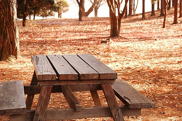 포토 JPG 주간 시설물 사계절 계절 공원 현대건축 건축 백그라운드 단풍 낙엽 벤치 자연 풍경 사람없음 야외 가을풍경 가을 숲 공터 남이섬 야외테이블 국내포토 자연요소 건축물 공공시설 섬 잎 의자 탁자 생태계 강원도 파일형식 가을_계절