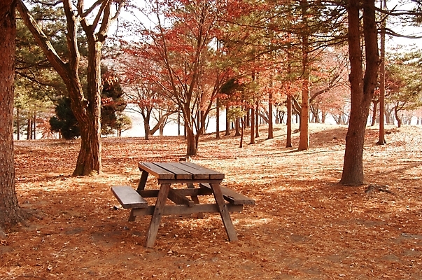 포토 JPG 주간 나무 시설물 사계절 계절 공원 현대건축 건축 백그라운드 단풍 낙엽 벤치 자연 풍경 사람없음 야외 가을풍경 가을 숲 추분 공터 남이섬 야외테이블 국내포토 자연요소 식물 건축물 공공시설 섬 잎 의자 탁자 절기 생태계 강원도 파일형식 가을_계절
