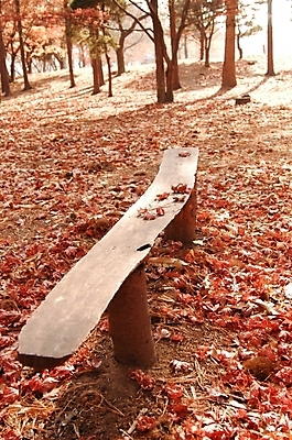 포토 JPG 주간 나무 식물 사계절 계절 공원 백그라운드 단풍 낙엽 벤치 의자 자연 풍경 사람없음 야외 가을풍경 가을 숲 공터 국내포토 자연요소 공공시설 가구 잎 생태계 파일형식 가을_계절