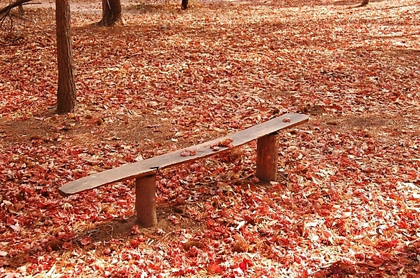 포토 JPG 주간 나무 식물 시설물 사계절 계절 공원 현대건축 건축 백그라운드 단풍 낙엽 벤치 자연 풍경 사람없음 야외 가을풍경 가을 숲 공터 남이섬 국내포토 자연요소 건축물 공공시설 섬 잎 의자 생태계 강원도 파일형식 가을_계절