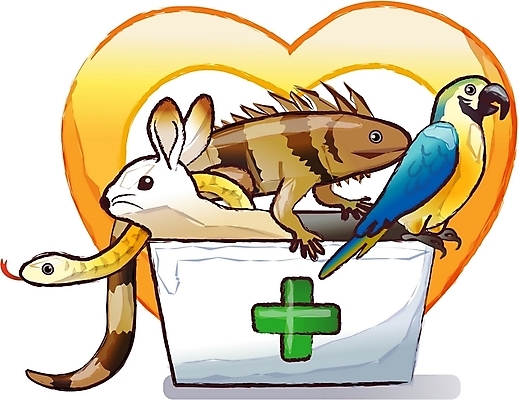 EPS 동물 직업 척추동물 일러스트 조류 병원 사람없음 치료 토끼 뱀 앵무새 이구아나 동물병원 수의사 국내일러스트 포유류 의학 파충류 반려동물 의사 파일형식 벡터