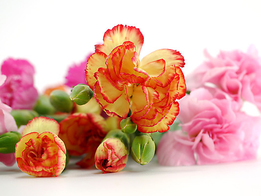 포토 JPG 해외이미지 식물 꽃잎 꽃 줄기 꽃다발 백그라운드 꽃무늬 패턴 자연 엄마 선물 사랑 사람없음 빨간색 초록색 머리 바구니 꽃병 활발 벚꽃 흰색 축하 신선 그룹 작음 자르기 배열 카네이션 싱글 슛 고립 필승 완전 해외202004 해외포토 감정 컬러 컨셉 무늬 가족 모션 신체부위 우승 크기 생태계 파일형식