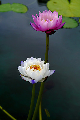 포토 JPG 해외이미지 식물 꽃잎 꽃 아시아 선 분홍색 백그라운드 잎 꽃무늬 자연 휴식 사람없음 야외 장식 세로 초록색 물 반사 노란색 환경 정원 침묵 벚꽃 연못 신선 개화 우아함 명상 싱글 내추럴 이국적 천진난만 부족함 해외202004 해외포토 자연요소 나라 컬러 컨셉 무늬 소리 생태계 파일형식