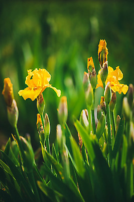 포토 JPG 해외이미지 식물 공원 꽃잎 꽃 호수 야생동물 줄기 백그라운드 잎 꽃무늬 자연 사람없음 야외 초록색 여름 노란색 정원 보라색 봄 들꽃 벚꽃 개화 허브 묘사 원예 꽃가루 붓꽃 내추럴 꽃수술 영원 해외202004 해외포토 동물 계절 공공시설 컬러 무늬 취미 가루 생태계 파일형식