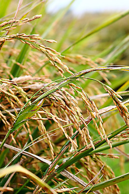 포토 JPG 해외이미지 전통 문화 선 여행 잎 패턴 밭 농업 자연 풍경 초원 사람없음 야외 농작물 농장 농경지 젖음 수확 추수 가을 대만 유기농 해외202004 해외포토 식물 웰빙 계절 산업 아시아 무늬 생태계 파일형식