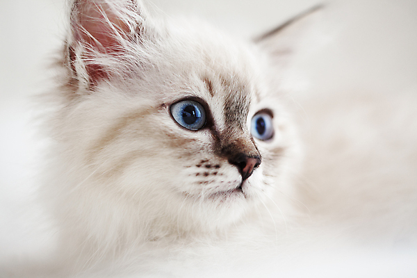 포토 JPG 해외이미지 한마리 어린이 사람없음 파란색 반려동물 귀여움 고양이 침대 해외202004 네바마스커레이드 해외포토 동물 1 컬러 가구 컨셉 포유류 사람 파일형식